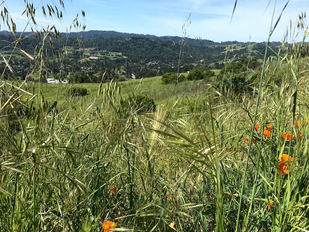 Mulholland Ridge Open Space | 37°5105. 122°0747. 1100, Donald Dr, Moraga, CA 94556 | Phone: (925) 888-7045