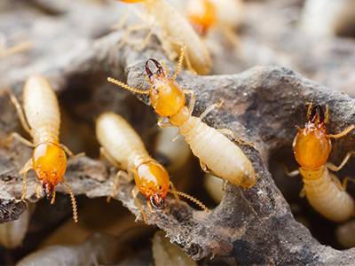 Green Home Pest Control | 4202 E Elwood St #33, Phoenix, AZ 85040 | Phone: (480) 525-7378