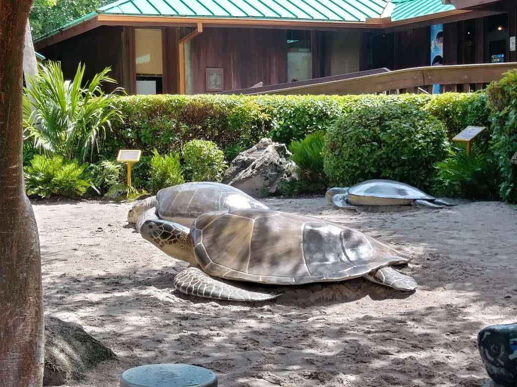 Gumbo Limbo Nature Center | 1801 N Ocean Blvd, Boca Raton, FL 33432 | Phone: (561) 544-8605