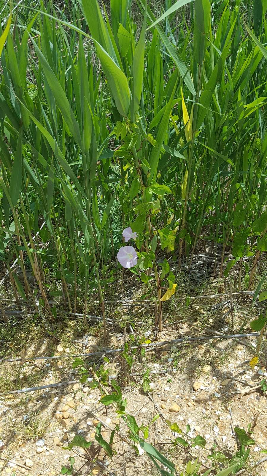 Commercial Township Wetlands Restoration Site | 75°0211.5"W, 391401 1st Ave, Callahan, FL 32011