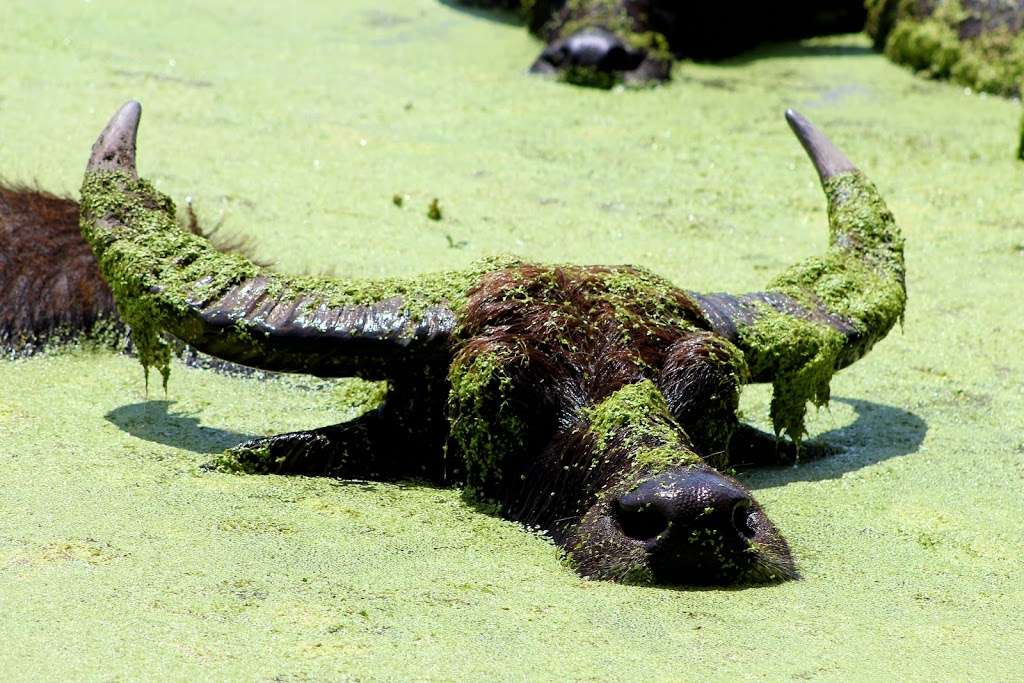 Bayou Wildlife Zoo | 5050 FM517, Dickinson, TX 77539, USA | Phone: (281) 337-6376