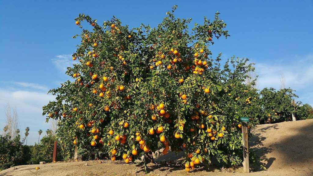 California Citrus State Historic Park | 9400 Dufferin Ave, Riverside, CA 92503, USA | Phone: (951) 780-6222