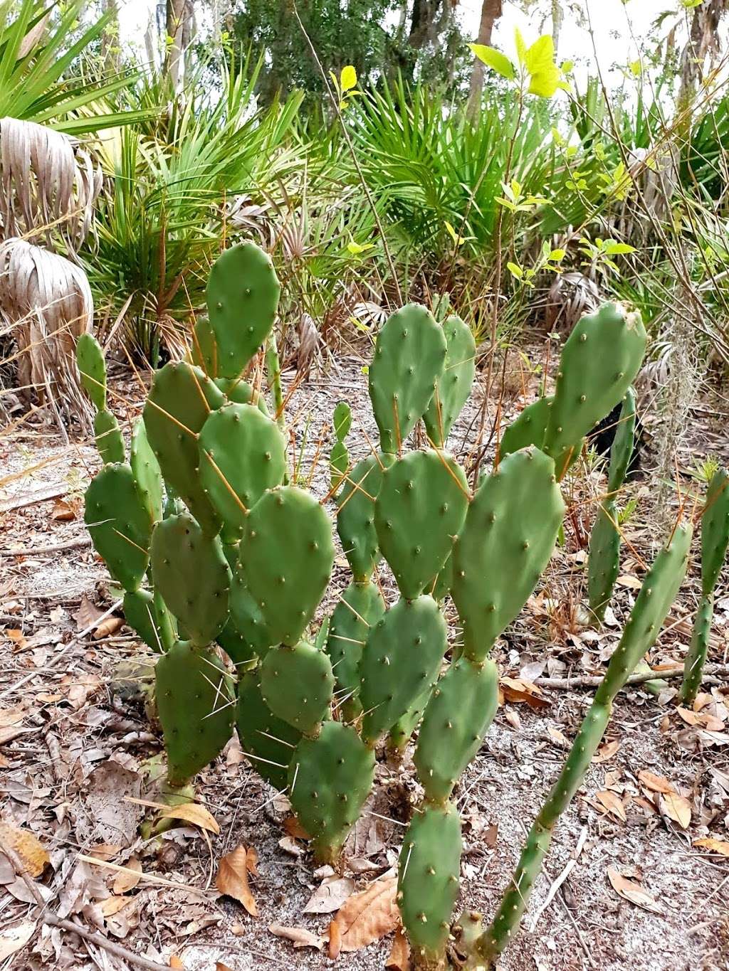 Creek Bluffs Loop Trail, Tiger Creek Preserve | 8373-8399 Wakeford Rd, Lake Wales, FL 33898, USA | Phone: (863) 635-7506