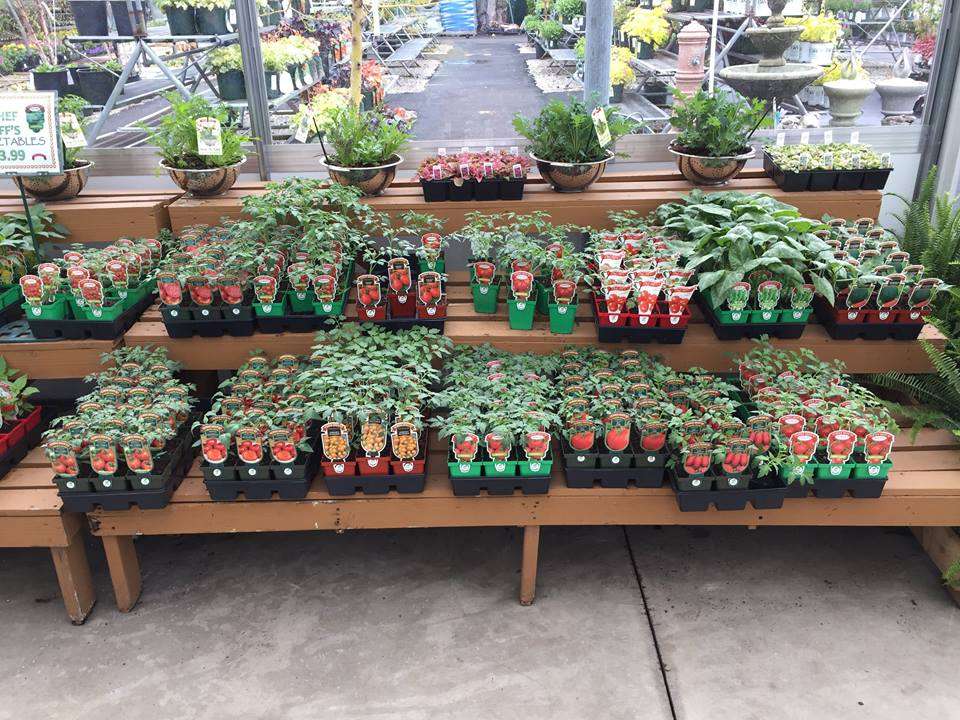 Zainos Nursery & Garden Center | 900 Jericho Turnpike, Westbury, NY 11590 | Phone: (516) 333-7097