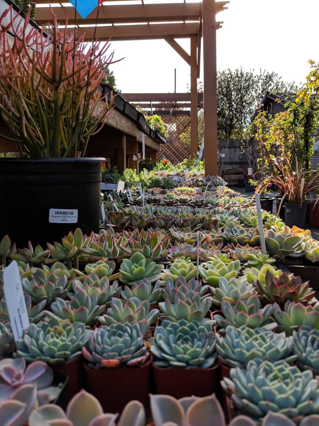 Westbrae Nursery | 1272 Gilman St, Berkeley, CA 94706, USA | Phone: (510) 526-5517