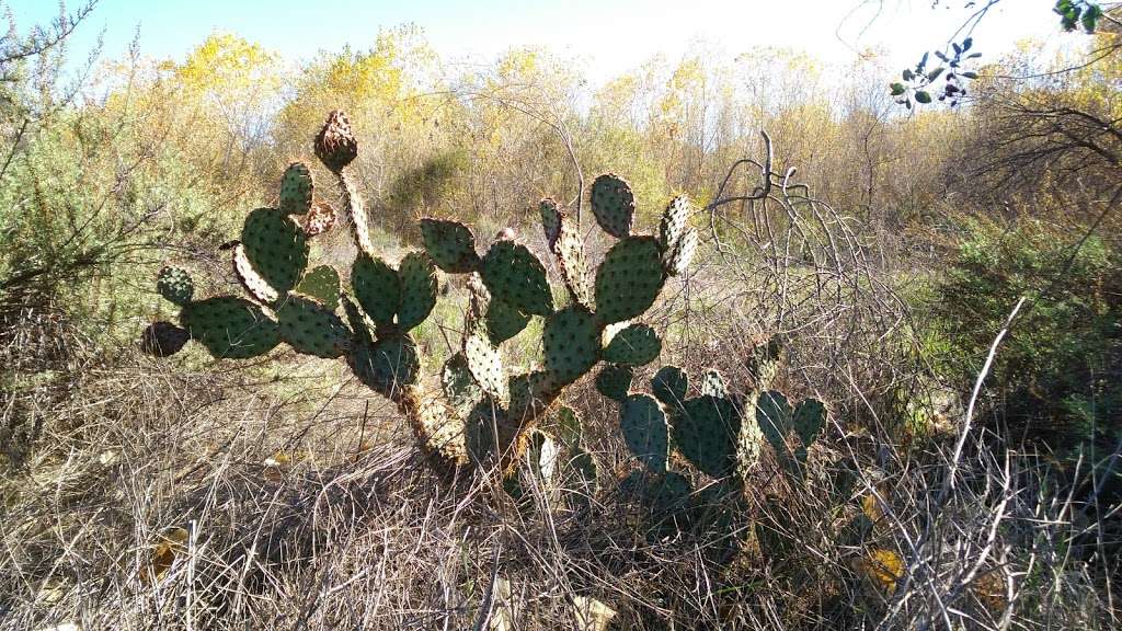 San Timoteo Nature Sanctuary | Carriage Trail, Redlands, CA 92373, USA | Phone: (909) 782-6208