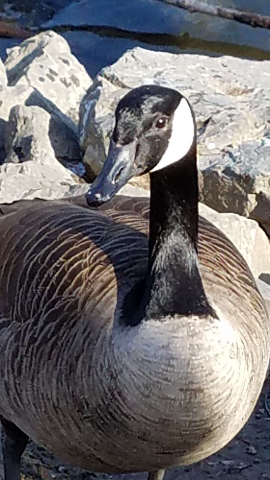 Waterfowl Observation | 1086-1148 Tatamy Rd, Easton, PA 18045, USA