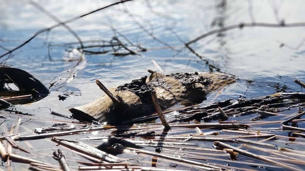 Exner Marsh Conservation Area | 9000 N Lakewood Rd, Lake in the Hills, IL 60156 | Phone: (815) 338-6223