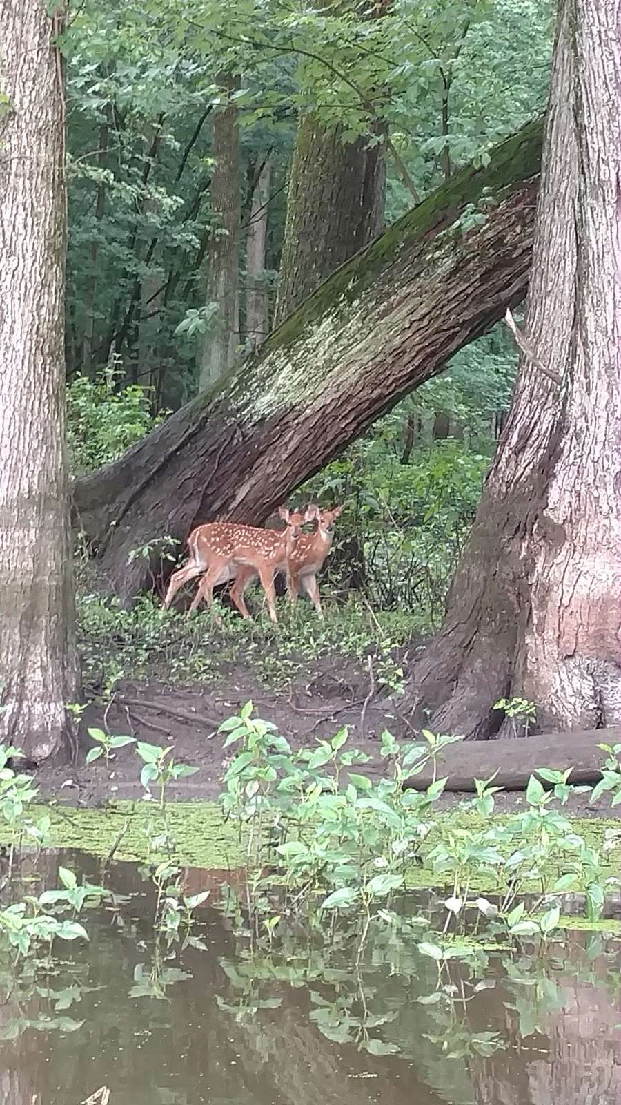 Southern Lake County Conservation Clb | 24417 Tieble Rd, Schneider, IN 46376, USA | Phone: (219) 552-0873