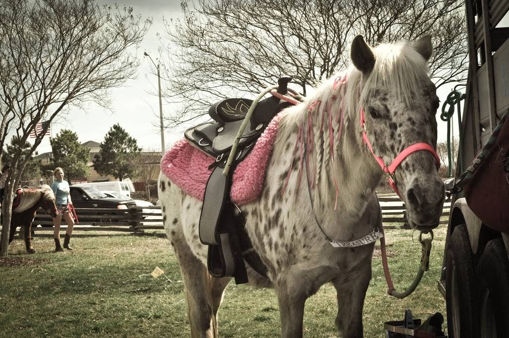 Beach Party Ponies & Barnyard Petting Zoo | 2789 W Gibbs Rd, Virginia Beach, VA 23457, USA | Phone: (757) 421-7420