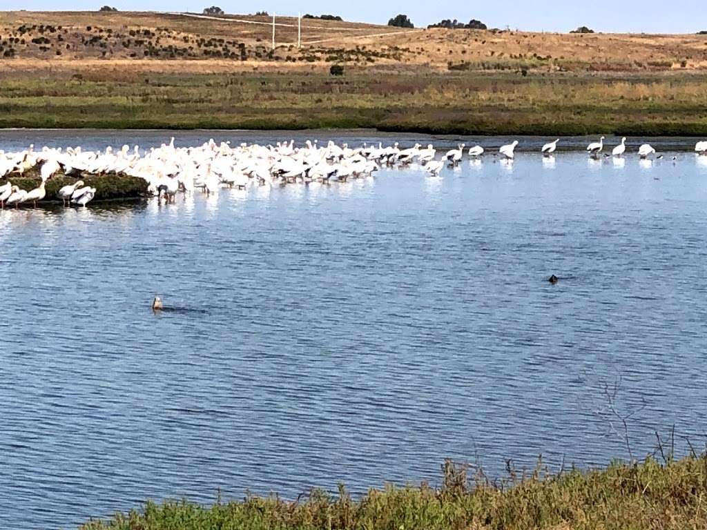 Pelican Nesting View | Adobe Creek Loop Trail, Palo Alto, CA 94303, USA