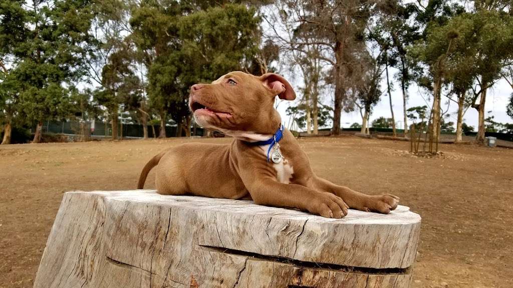 Morley Field Dog Park | 2225 Morley Field Dr, San Diego, CA 92104, USA | Phone: (619) 239-0512