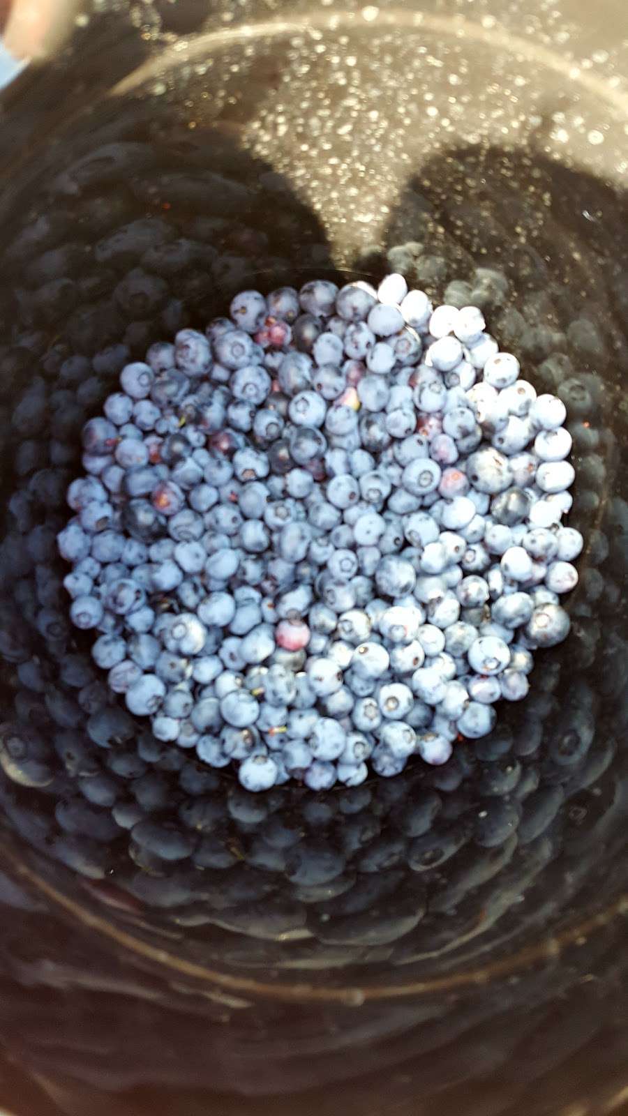 Blubaughs Blueberries | 28288 NE 2250 Rd, Greeley, KS 66033, USA | Phone: (785) 867-2503