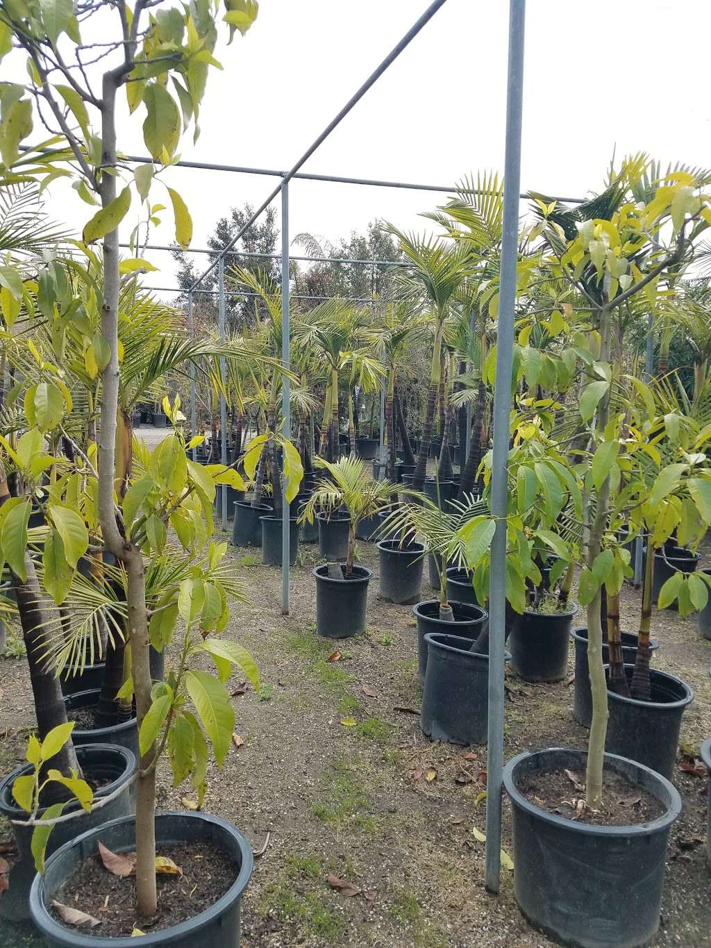 Mimosa Nursery | 2700 Crescent Ave, Anaheim, CA 92801, USA | Phone: (714) 828-0780