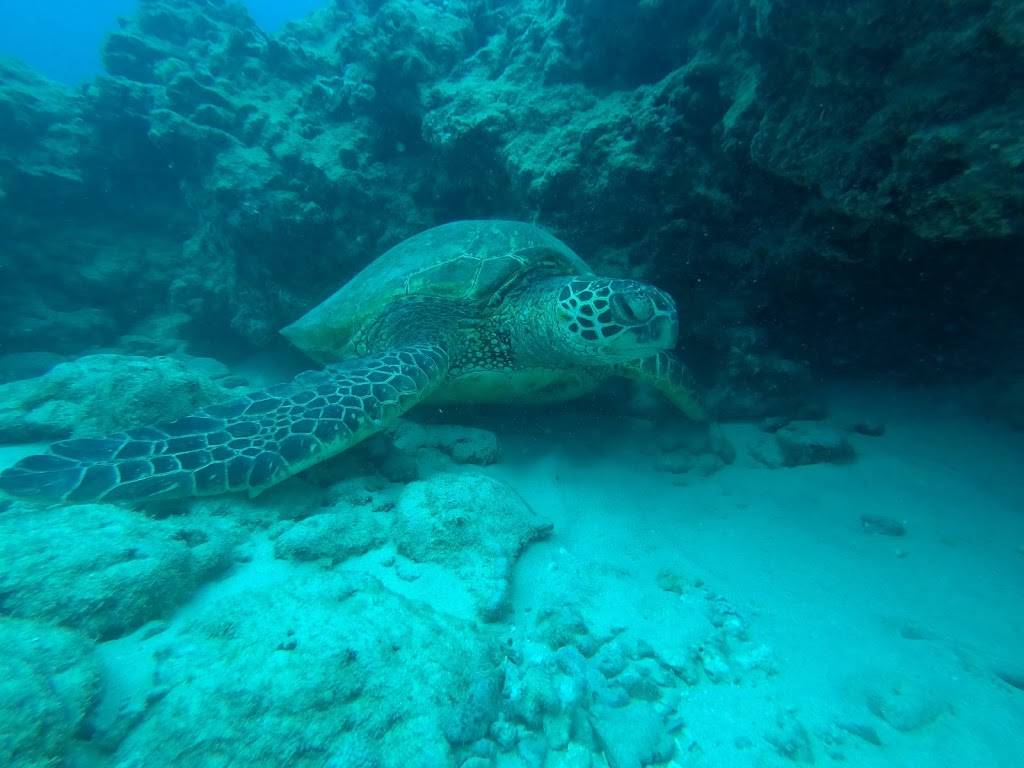 Oahu Scuba Tours | 1025 Ala Moana Blvd Pier A, Honolulu, HI 96814, USA | Phone: (808) 312-3096