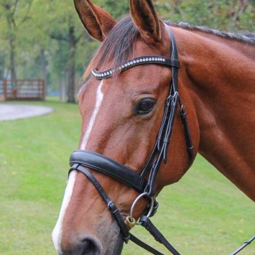 Complete Equestrian Saddlery | 1 River Rd, Carlisle, MA 01741, USA | Phone: (978) 369-0233