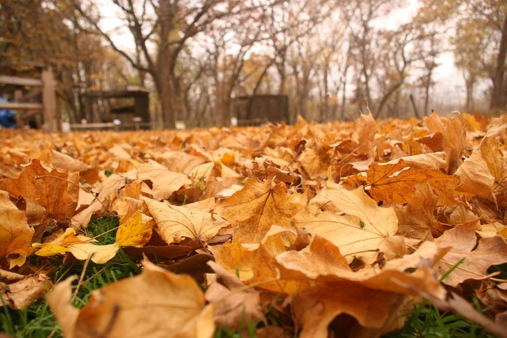 Sand Ridge Nature Center | 15891 Paxton Ave, South Holland, IL 60473 | Phone: (708) 868-0606