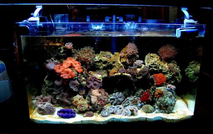 Christal Clean aquarium cleaning | 6315 Franklin Hill Rd, East Stroudsburg, PA 18301, USA | Phone: (570) 202-0385