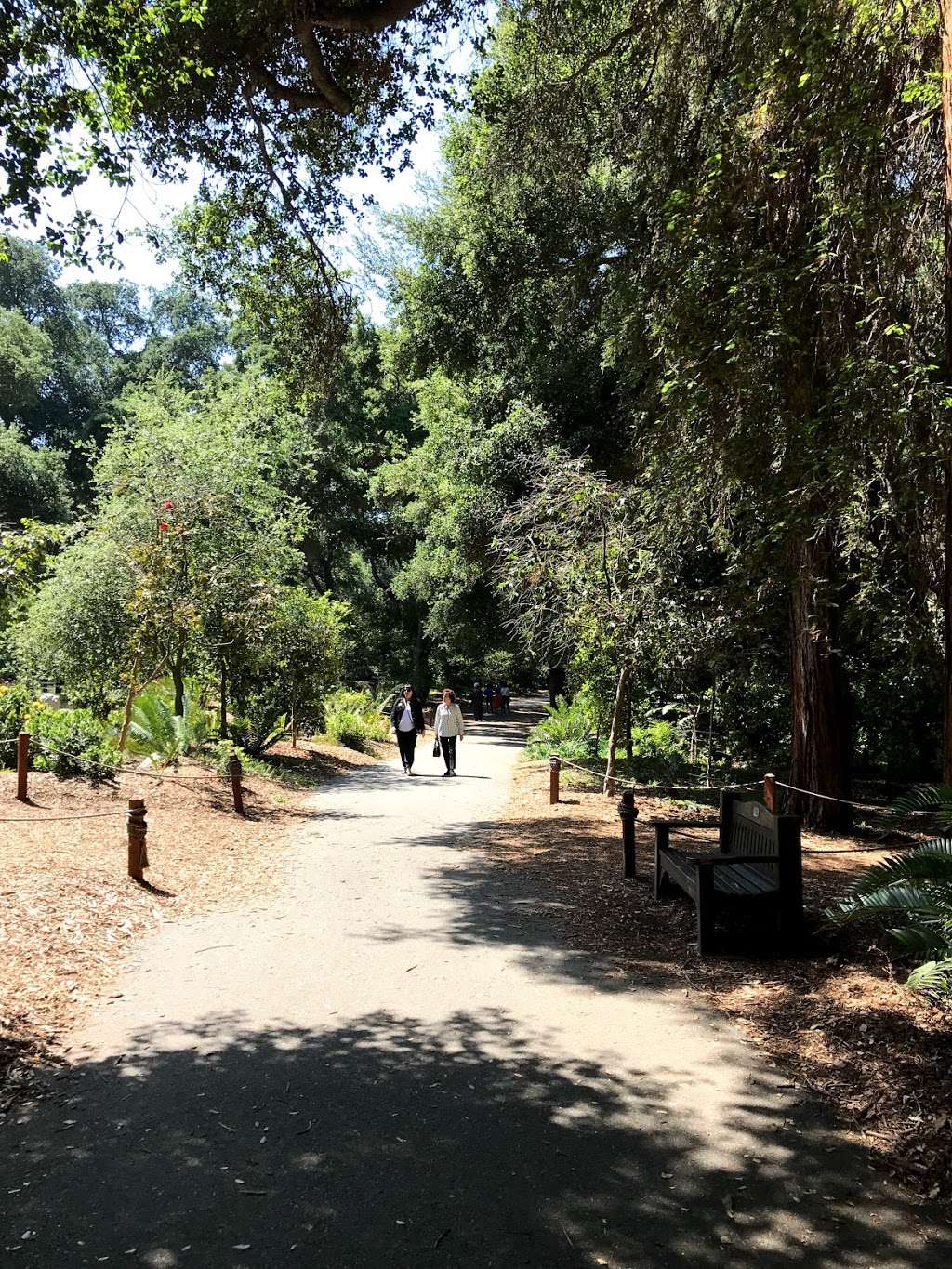 Ancient Forest | La Cañada Flintridge, CA 91011, USA