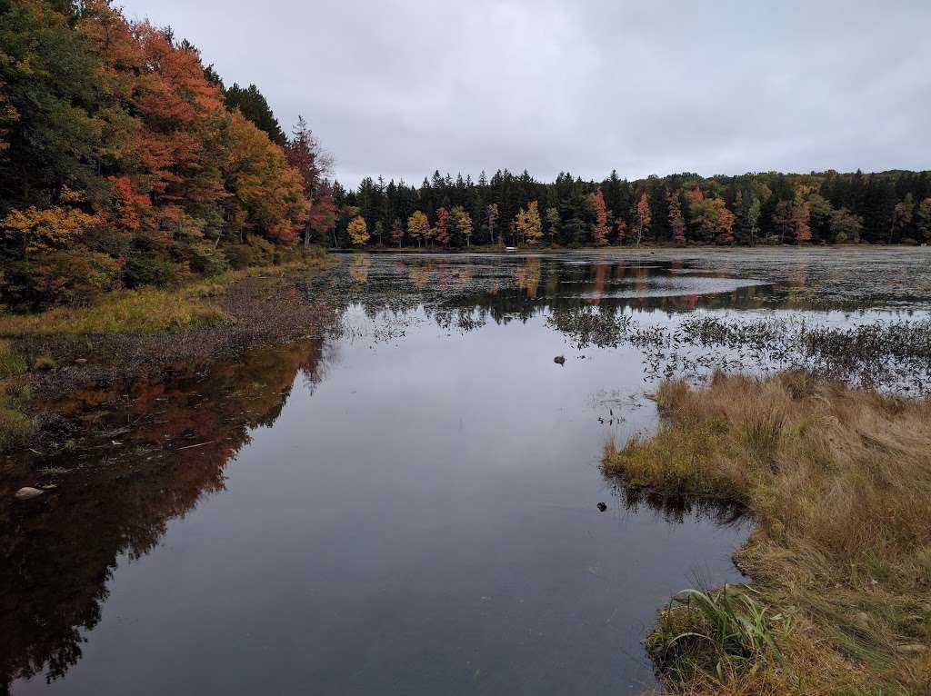 Promised land state park Conservation Island | Conservation Island, Greene Township, PA 18426, Greentown, PA 18426, USA