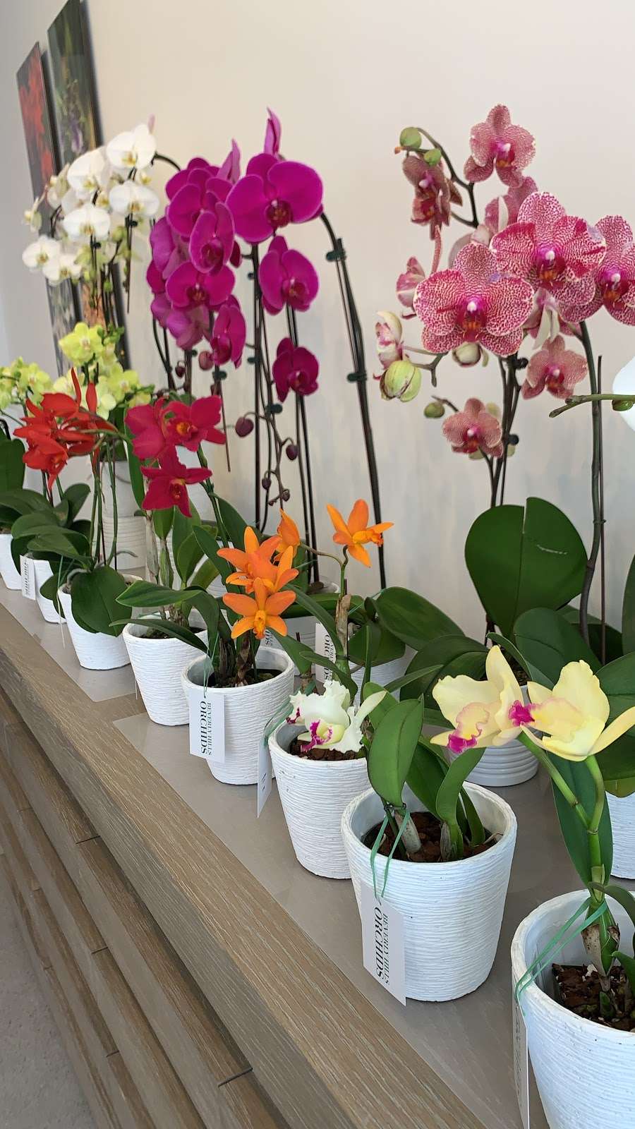 Beverly Hills Orchids | 368 S Maple Dr, Beverly Hills, CA 90212, USA | Phone: (310) 503-1200