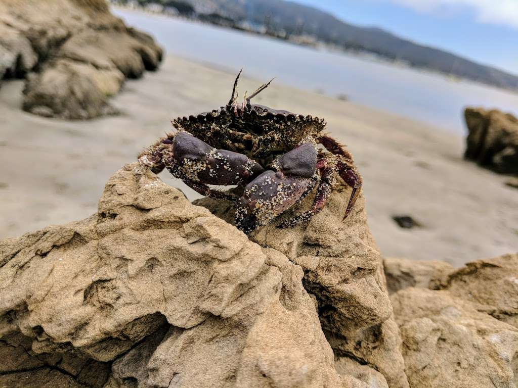 Pillar Point Harbor Beach | 4000 Cabrillo Hwy N, Half Moon Bay, CA 94019