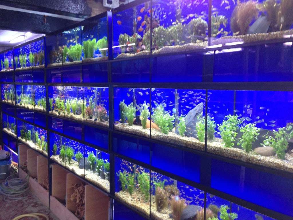 World of Fishes | World Of Fishes Eastbourne Road, A22, Felbridge, Lingfield RH7 6HL, UK | Phone: 01342 836633