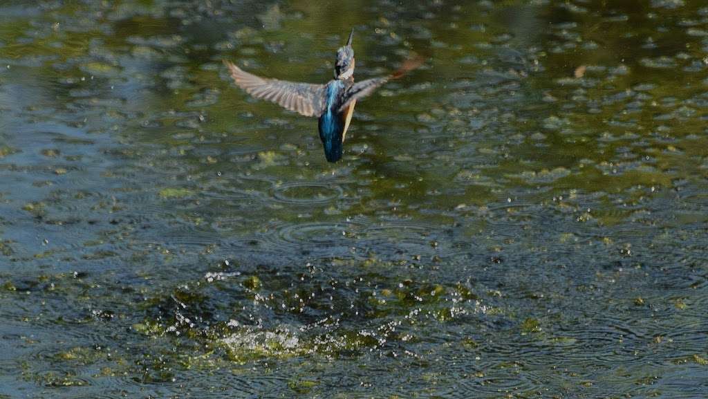 RSPB Rye Meads | 1-9 Rectory Cl, Essendon, Hatfield AL9 6HG, UK