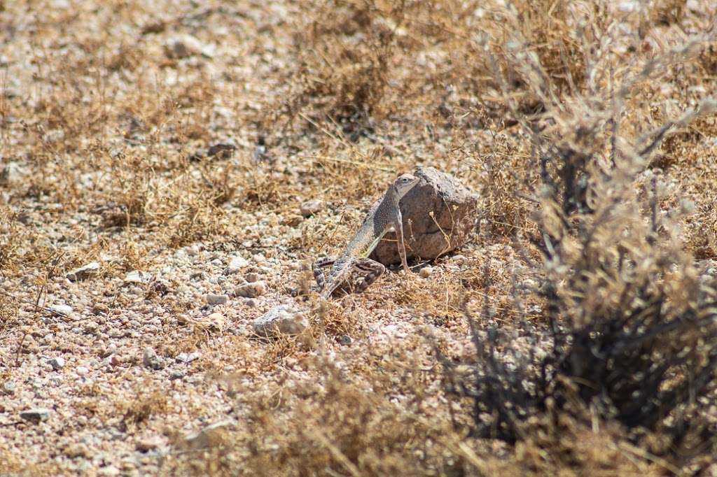 Desert Tortoise Natural Area | 140th St, California City, CA 93505, USA | Phone: (951) 683-3872