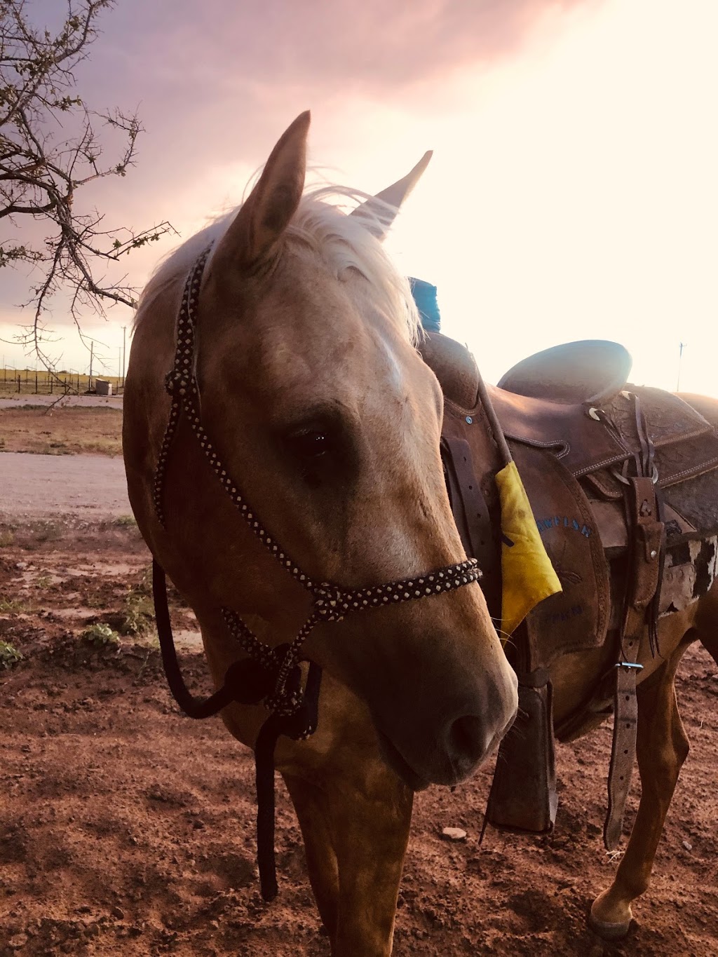 El Paso Valley Trail Rides and Horseback River Rides | 327Strahan Roadbox3175, Canutillo, TX 79835, USA | Phone: (915) 472-3519