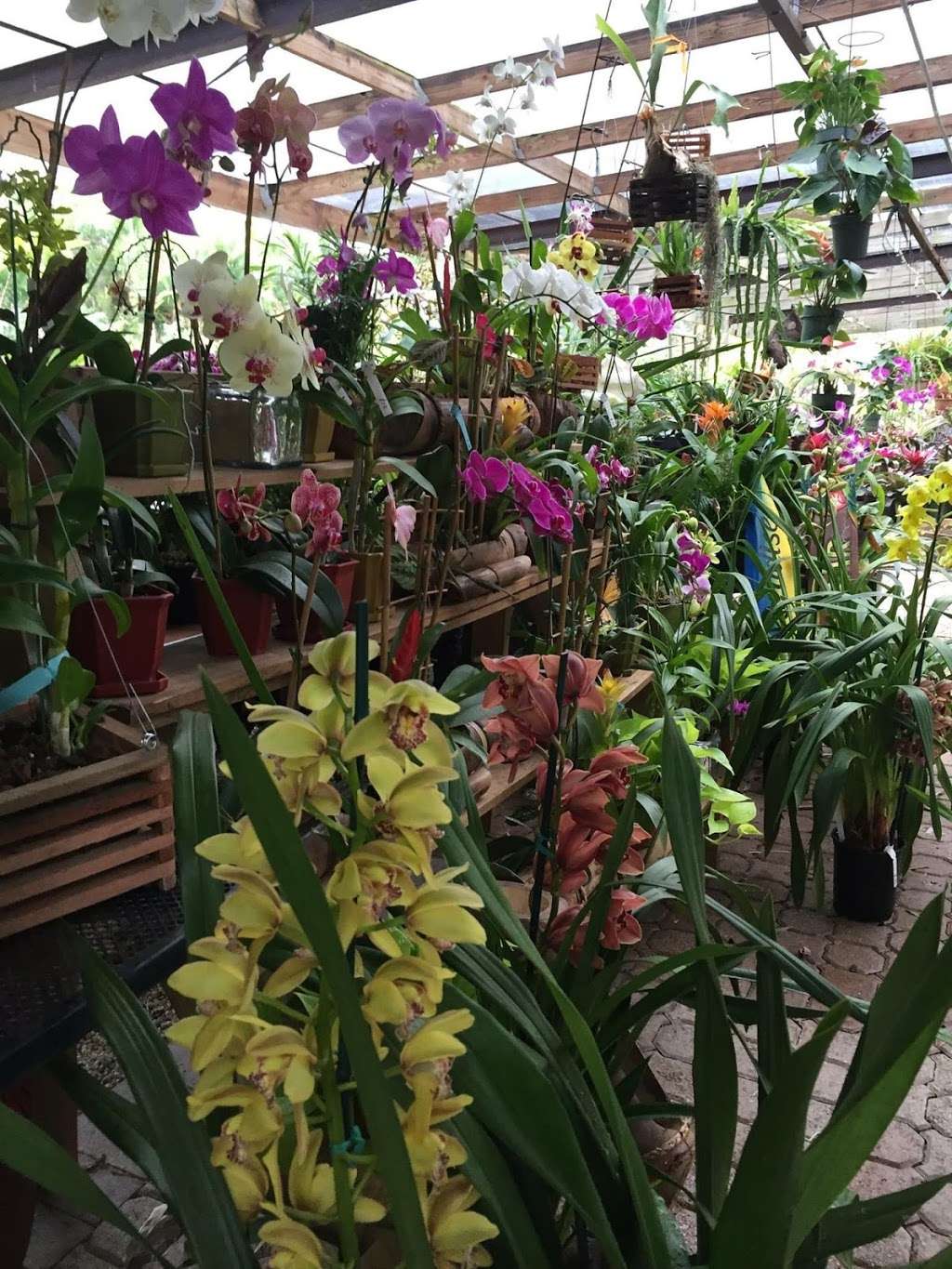 Bamboo And Orchid Gardens | 2325 S Flamingo Rd, Davie, FL 33325, USA | Phone: (954) 931-7733 Bamboo And Orchid Gardens | 2325 S Flamingo Rd, Davie, FL 33325, USA | Phone: (954) 931-7733