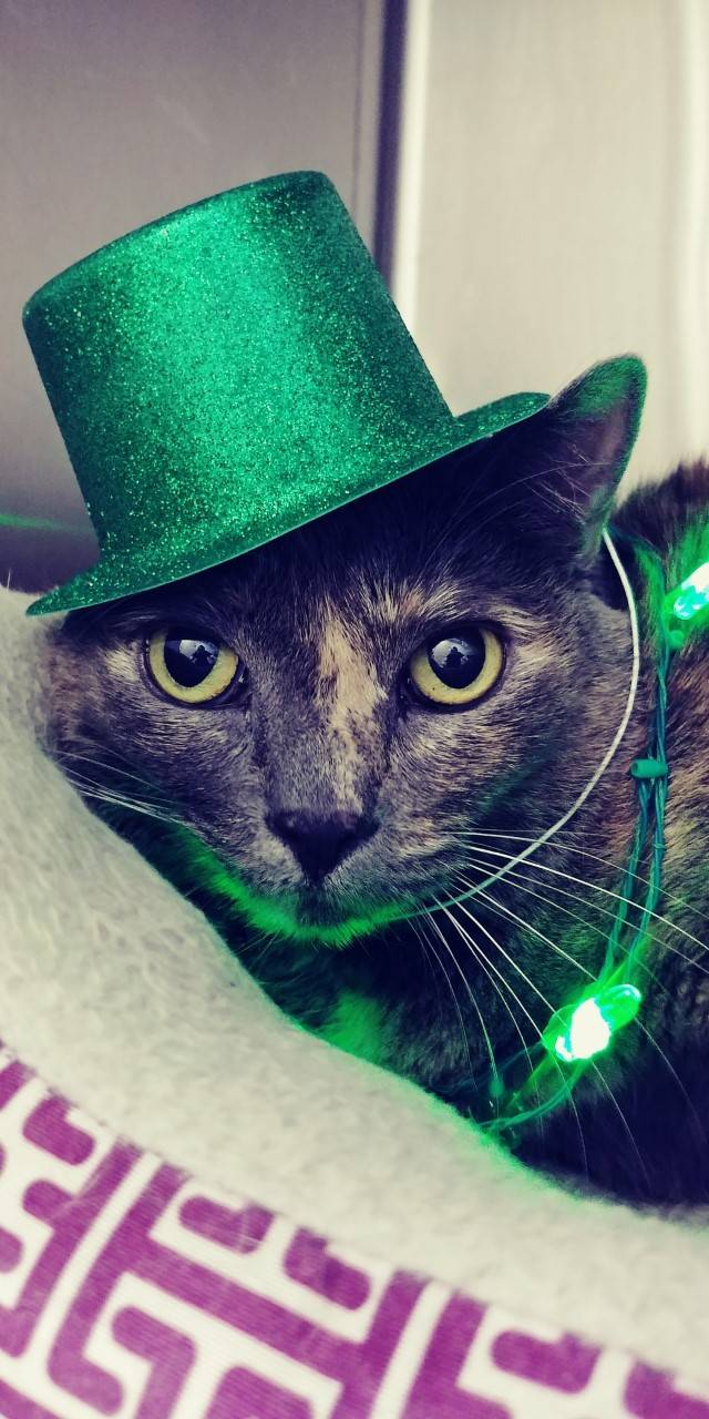 Best Friends Animal Hospital | 6023, 745 W Baseline Rd # 23, Mesa, AZ 85210, USA | Phone: (480) 813-7205