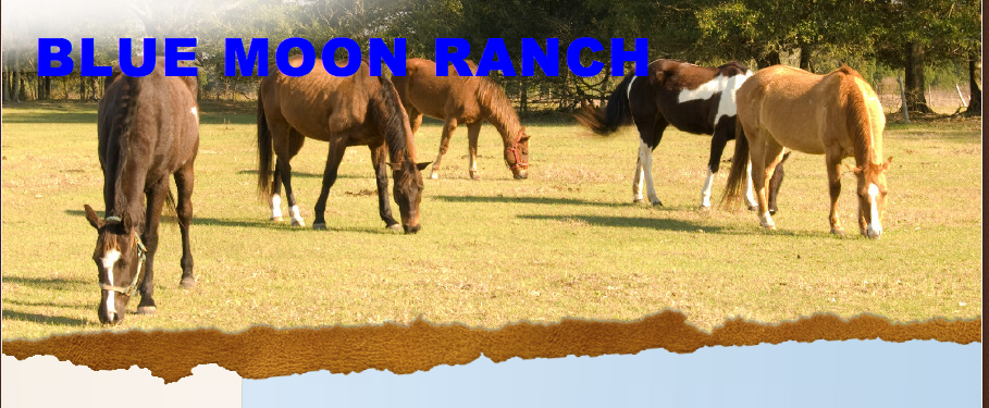 Blue Moon Ranch | 4605 Co Rd 134, Wildwood, FL 34785, USA | Phone: (352) 578-4947