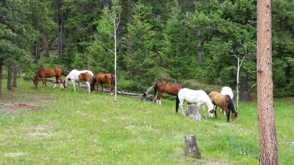 Bear Mountain Stables | 11778 Wonder Dr, Conifer, CO 80433, USA | Phone: (303) 588-2551