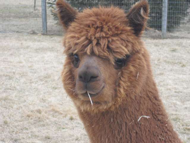 Stormwind Alpacas Farm and Farm Store | 1862 Jacksonville Jobstown Rd, Columbus, NJ 08022, USA | Phone: (609) 694-3410