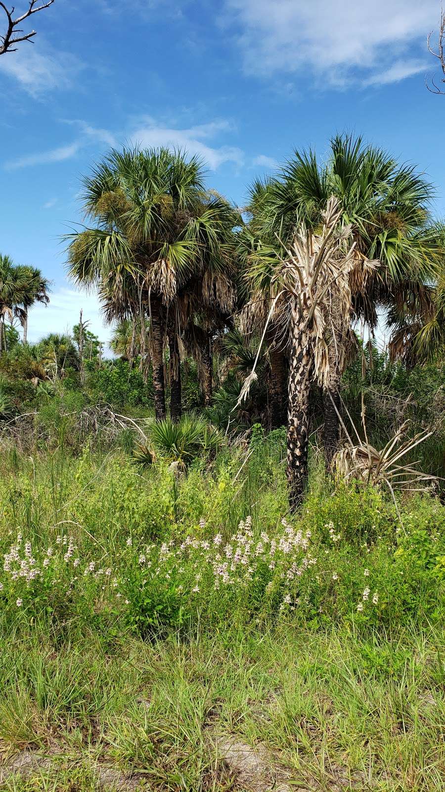 Merritt Island National Wildlife Refuge Visitor Center | 1987 Scrub Jay Way, Titusville, FL 32782, USA | Phone: (321) 861-5601