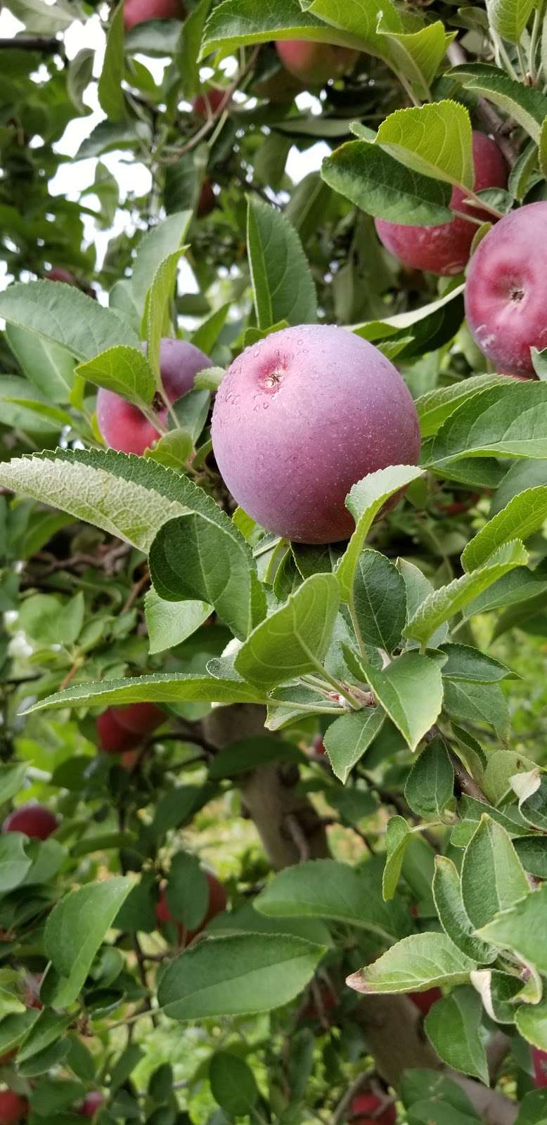 Apple Picking | 642 County Rd 50, New Hampton, NY 10958 | Phone: (845) 374-5471