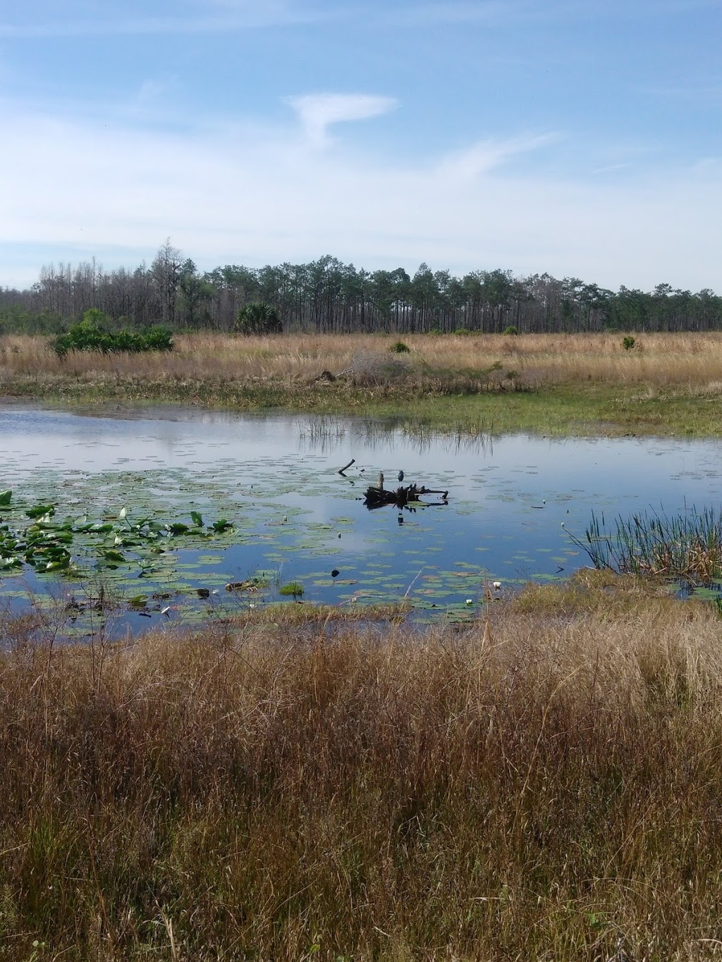 Disney Wilderness Preserve | 2700 Scrub Jay Trail, Poinciana, FL 34759, USA | Phone: (407) 935-0002