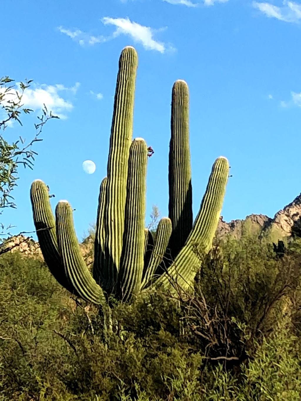 Romero Canyon Trail | 11570 N Oracle Rd, Tucson, AZ 85737, USA | Phone: (520) 628-5798
