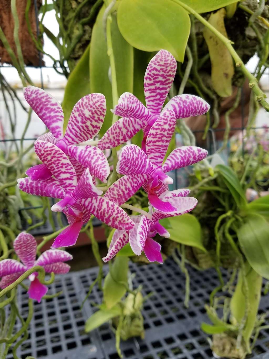 Golden Gate Orchids | 225 Velasco Ave, San Francisco, CA 94134, USA | Phone: (415) 467-3737