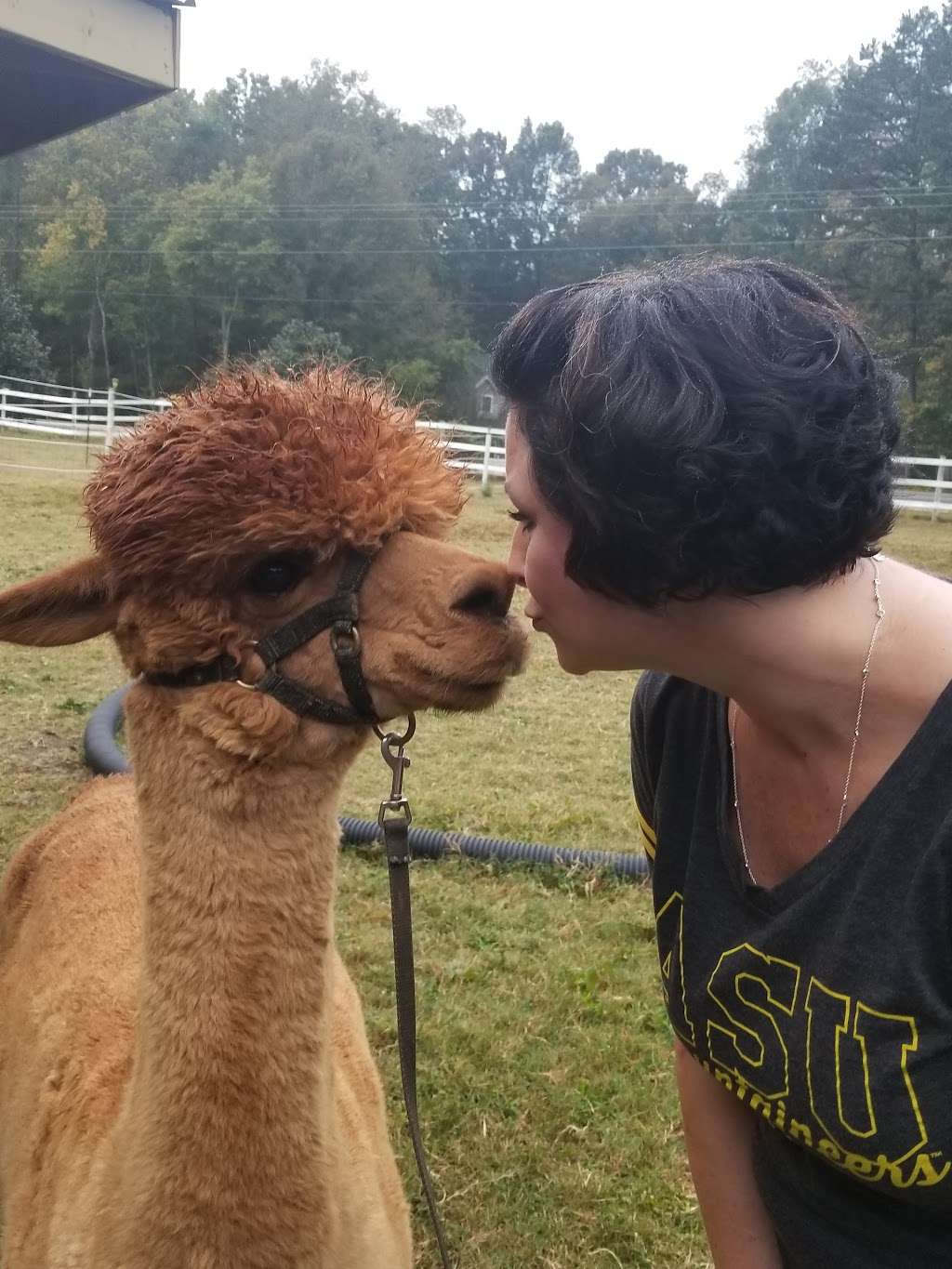 Good Karma Ranch Alpacas | 1041 Brevard Place Rd, Iron Station, NC 28080 | Phone: (704) 649-5849