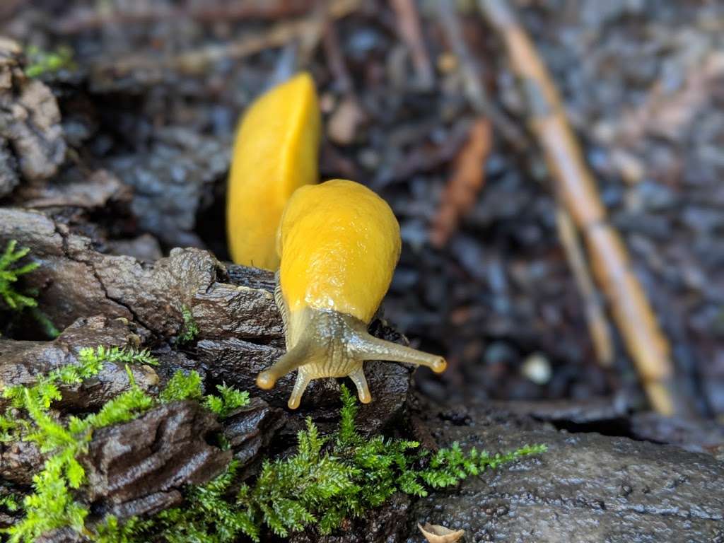 Henry Cowell Redwoods State Park | 101 N Big Trees Park Rd, Felton, CA 95018, USA | Phone: (831) 335-4598