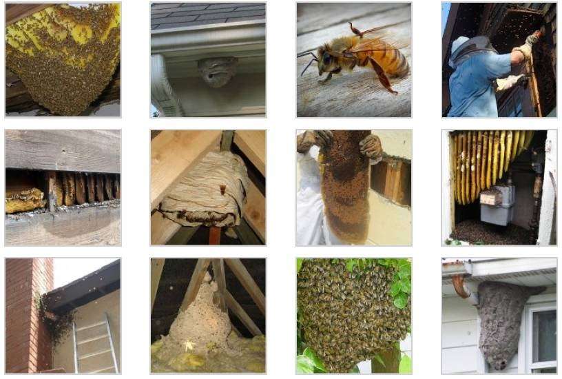 Honey Bee Removal | 11270 Mainsail Ct, Wellington, FL 33449, USA | Phone: (561) 574-4064