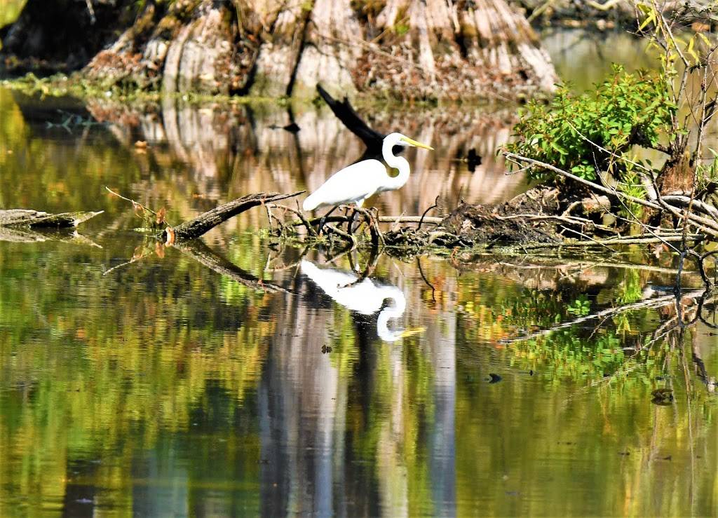 Stumpy Lake Natural Area | 4797 Indian River Rd, Virginia Beach, VA 23456, USA | Phone: (757) 385-1100