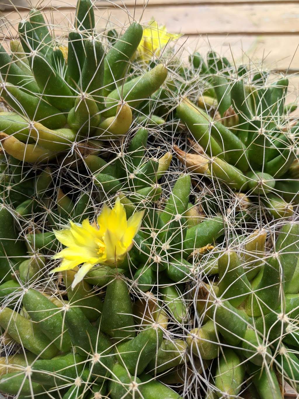 Desert Garden | San Marino, CA 91108, USA