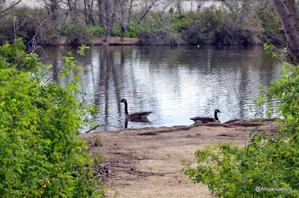 Sepulveda Basin Wildlife Reserve | 5600 Woodley Ave, Lake Balboa, CA 91406, USA | Phone: (818) 756-9710