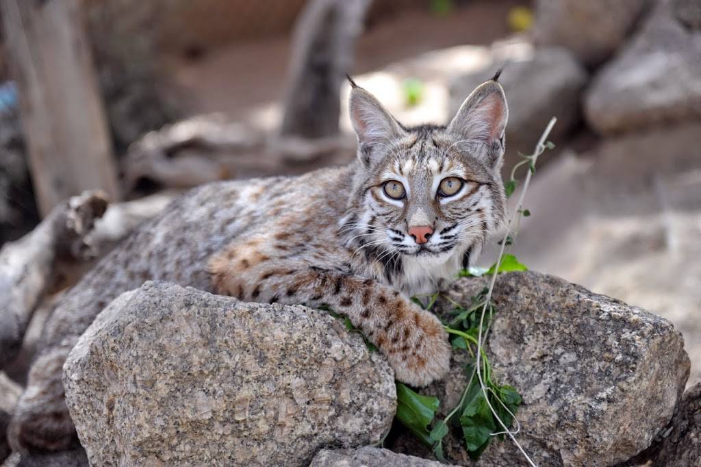 Southwest Wildlife Conservation Center | 27026 N 156th St, Scottsdale, AZ 85262, USA | Phone: (480) 471-9109