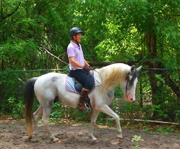 Equestrian Ventures Training | 417 Janisch Rd, Houston, TX 77018, USA | Phone: (713) 694-0694