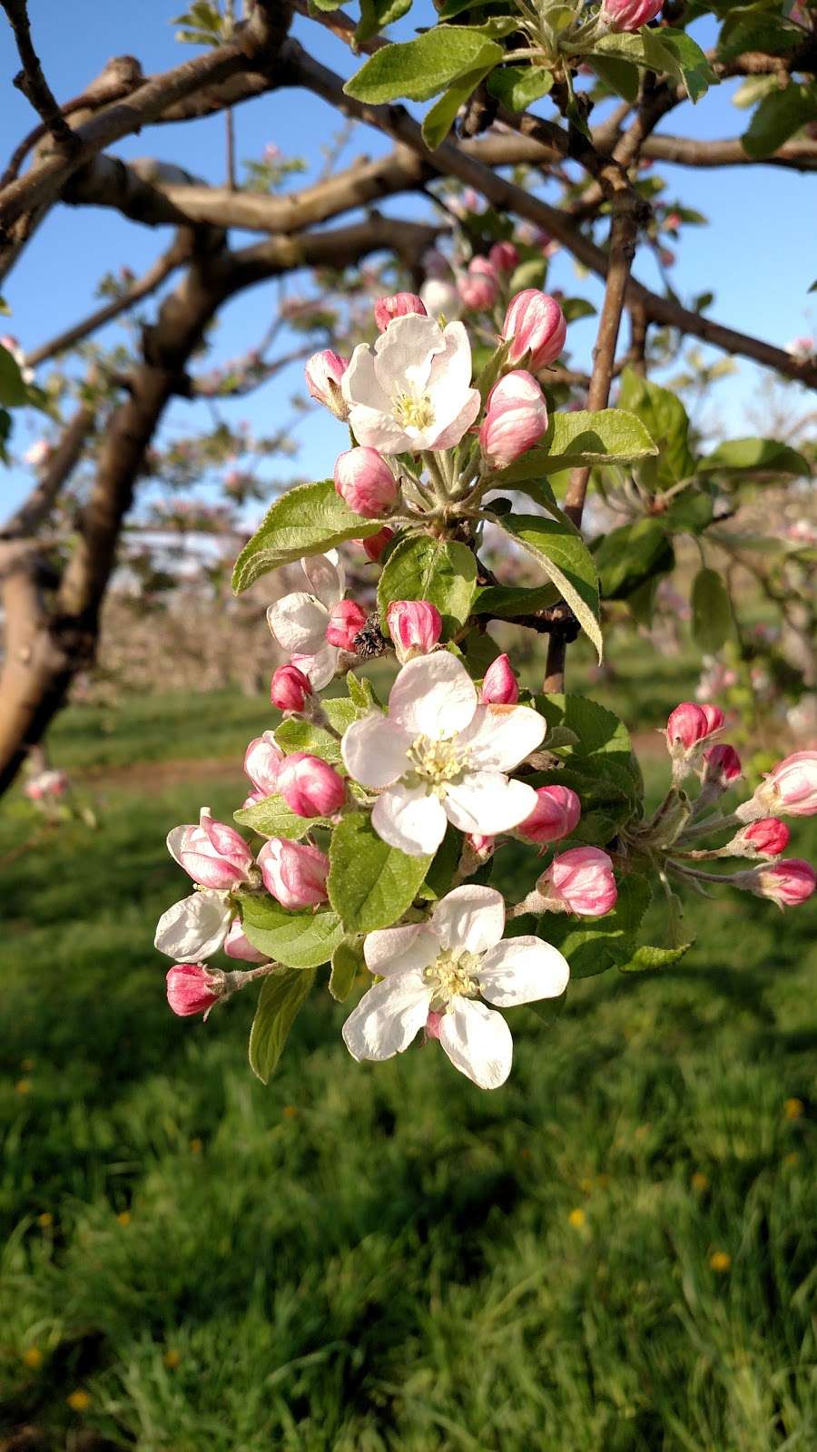Apple Barn Orchard & Winery | W6384 Sugar Creek Rd, Elkhorn, WI 53121, USA | Phone: (262) 728-3266
