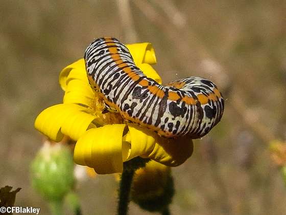 LTNS (Little Thicket Nature Sanctuary) | Cleveland, TX 77328